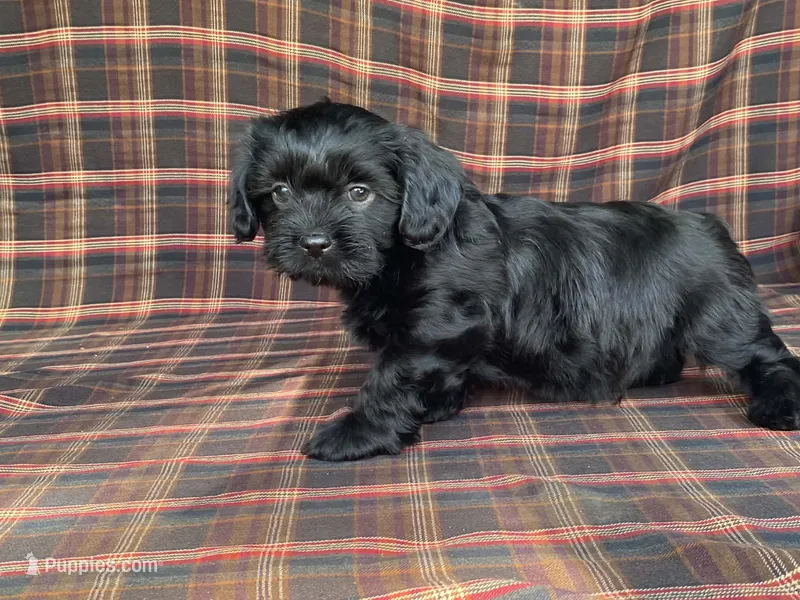 King – Cavalier King Charles Spaniel, Shih Tzu puppy for sale in Fennimore, WI