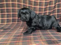 King, a male Cavalier King Charles Spaniel and Shih Tzu for sale in Fennimore, WI – 1 of 10