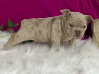 Zelda, a female Frenchton for sale in Fennimore, WI – 2 of 10
