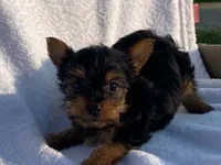 Chad, a male Yorkshire Terrier for sale in Fennimore, WI – 5 of 10