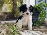 Ricky, a male Cavapoo for sale in Fennimore, WI – 7 of 9