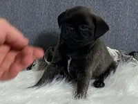 Andre, a male Pug for sale in Fennimore, WI – 1 of 9
