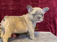 Winnie, a female French Bulldog for sale in Fennimore, WI – 6 of 10