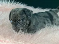 Chi Chi, a female Pug for sale in Fennimore, WI – 7 of 10