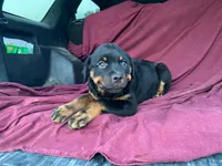 Taffy, a female Rottweiler for sale in Fennimore, WI – 7 of 9