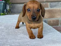 Twix, a female Dachshund for sale in Fennimore, WI – 5 of 10
