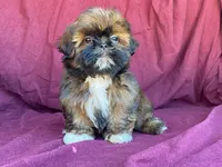 Bowser, a male Shih Tzu for sale in Fennimore, WI – 3 of 9