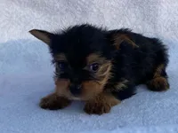 Chandler, a male Yorkshire Terrier for sale in Fennimore, WI – 7 of 10