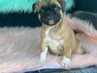 Tess, a female French Bulldog and Pug for sale in Fennimore, WI – 2 of 8