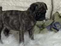 Victor, a male Pug for sale in Fennimore, WI – 5 of 10