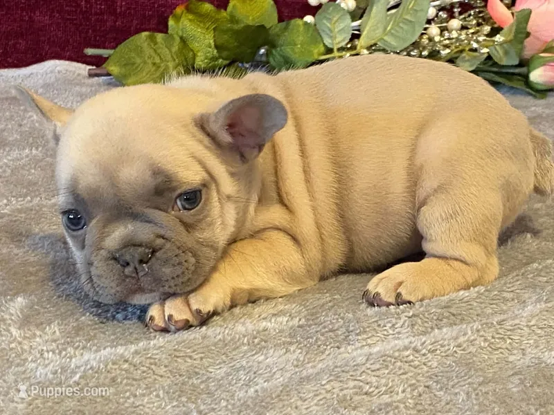 Fanny – French Bulldog puppy for sale in Fennimore, WI