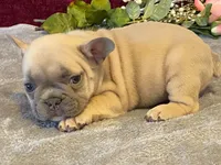 Fanny, a female French Bulldog for sale in Fennimore, WI – 1 of 10