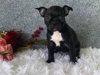 Potsy, a male Frenchton for sale in Fennimore, WI – 8 of 10