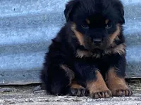Taffy, a female Rottweiler for sale in Fennimore, WI – 6 of 10