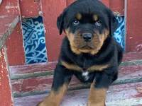 Chopper, a male Rottweiler for sale in Fennimore, WI – 2 of 10
