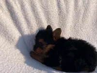Charlie, a male Yorkshire Terrier for sale in Fennimore, WI – 8 of 10