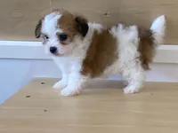 Panzy, a female Morkie for sale in Fennimore, WI – 3 of 10