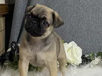 Ava, a female Pug for sale in Fennimore, WI – 3 of 10