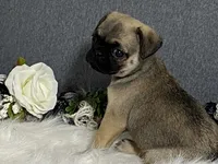 Ava, a female Pug for sale in Fennimore, WI – 8 of 10