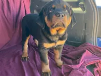 Chopper, a male Rottweiler for sale in Fennimore, WI – 2 of 10