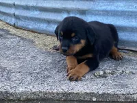Sassy, a female Rottweiler for sale in Fennimore, WI – 9 of 9