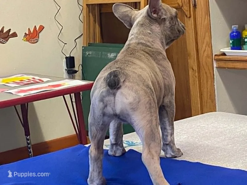 Winnie – French Bulldog puppy for sale in Fennimore, WI