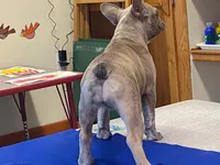 Winnie, a female French Bulldog for sale in Fennimore, WI – 1 of 7