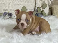 Yori, a male Boston Terrier for sale in Fennimore, WI – 2 of 10