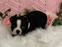 Benji, a male Boston Terrier for sale in Fennimore, WI – 5 of 10
