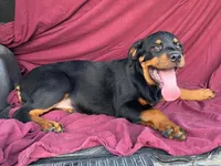 Sassy, a female Rottweiler for sale in Fennimore, WI – 1 of 7