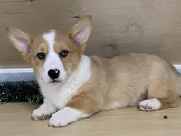chaz, a male Pembroke Welsh Corgi for sale in Fennimore, WI – Photo 2 of 10