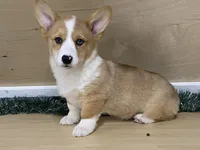 chaz, a male Pembroke Welsh Corgi for sale in Fennimore, WI – Photo 9 of 10