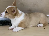 chaz, a male Pembroke Welsh Corgi for sale in Fennimore, WI – Photo 3 of 10