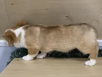 chaz, a male Pembroke Welsh Corgi for sale in Fennimore, WI – Photo 8 of 10