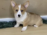 chaz, a male Pembroke Welsh Corgi for sale in Fennimore, WI – Photo 6 of 10