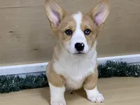 chaz, a male Pembroke Welsh Corgi for sale in Fennimore, WI – Photo 4 of 10