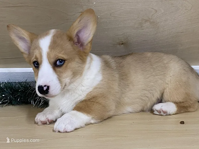 chaz – Pembroke Welsh Corgi puppy for sale in Fennimore, WI