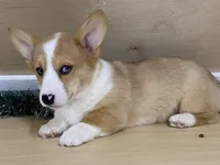 chaz, a male Pembroke Welsh Corgi for sale in Fennimore, WI – Photo 1 of 10