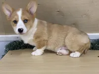 chaz, a male Pembroke Welsh Corgi for sale in Fennimore, WI – Photo 10 of 10