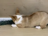 chaz, a male Pembroke Welsh Corgi for sale in Fennimore, WI – Photo 7 of 10