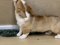 chaz, a male Pembroke Welsh Corgi for sale in Fennimore, WI – Photo 5 of 10