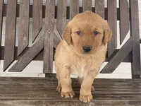 Biff, a male Golden Retriever for sale in Fennimore, WI – Photo 2 of 10