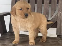 Biff, a male Golden Retriever for sale in Fennimore, WI – Photo 7 of 10