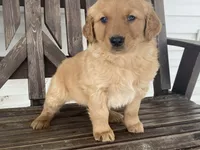Biff, a male Golden Retriever for sale in Fennimore, WI – Photo 1 of 10