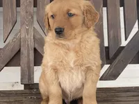 Biff, a male Golden Retriever for sale in Fennimore, WI – Photo 5 of 10