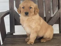 Biff, a male Golden Retriever for sale in Fennimore, WI – Photo 10 of 10