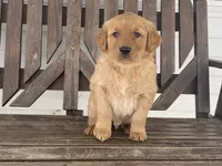 Biff, a male Golden Retriever for sale in Fennimore, WI – Photo 3 of 10
