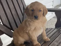 Biff, a male Golden Retriever for sale in Fennimore, WI – Photo 6 of 10