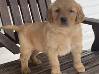Biff, a male Golden Retriever for sale in Fennimore, WI – Photo 8 of 10