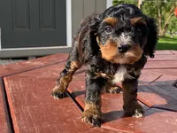 Teddy, a male Cavapoo for sale in Fennimore, WI – 3 of 10